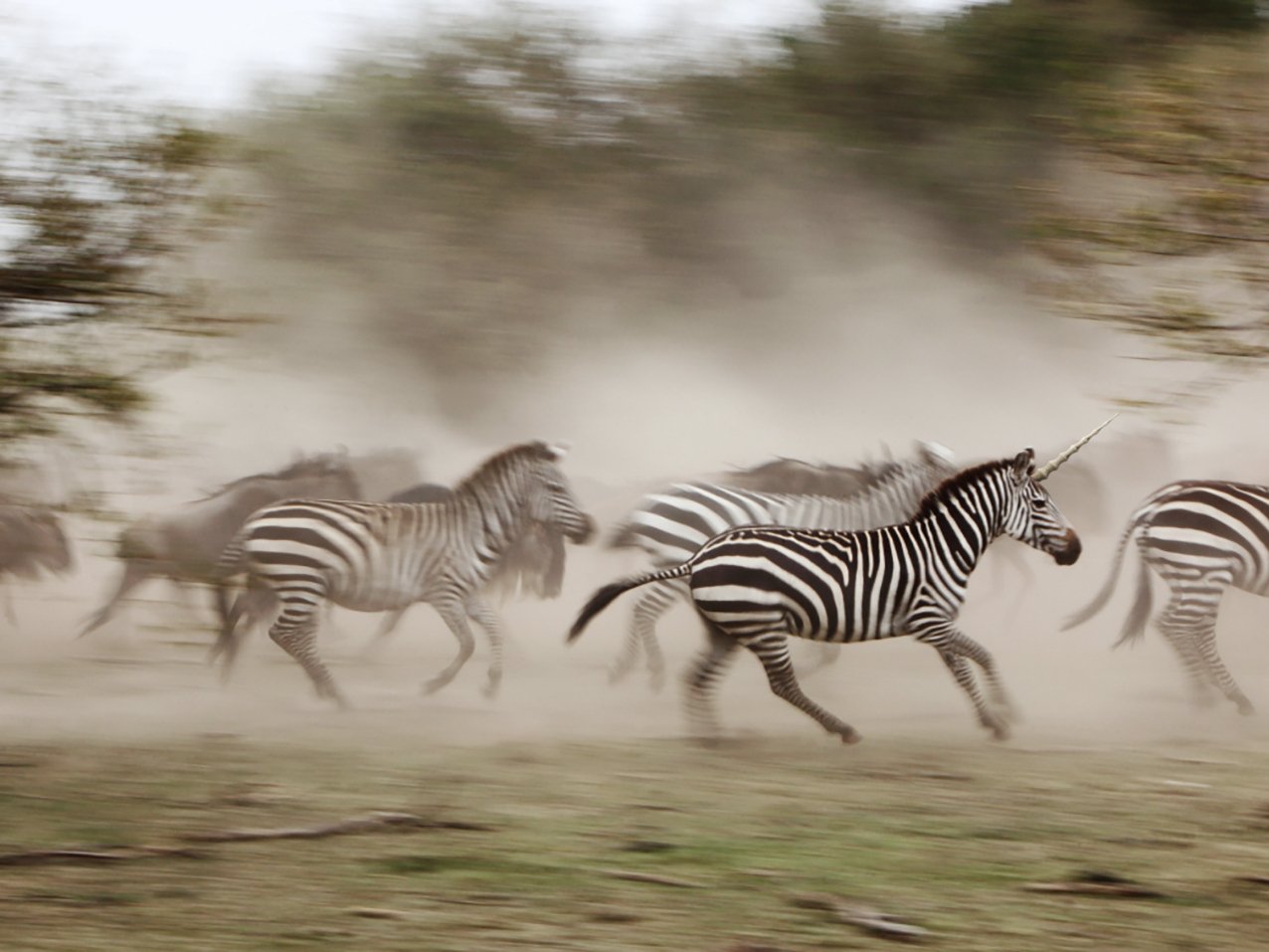 We hunt unicorns, but must also value technology zebras