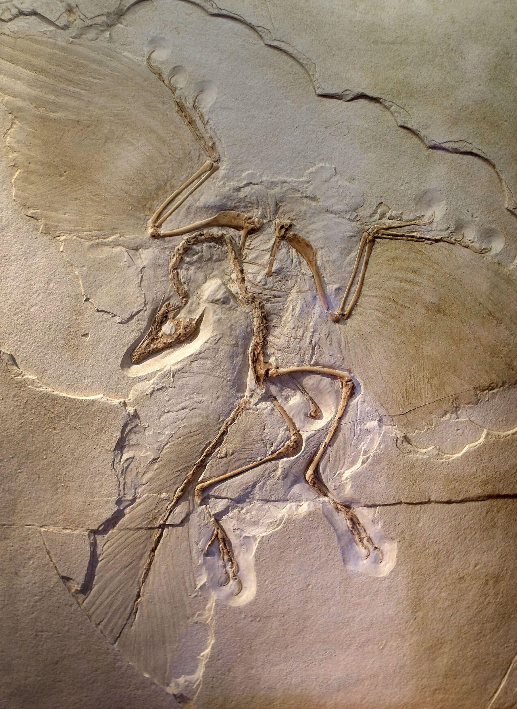 Evolutions’ Revolutions - fossil