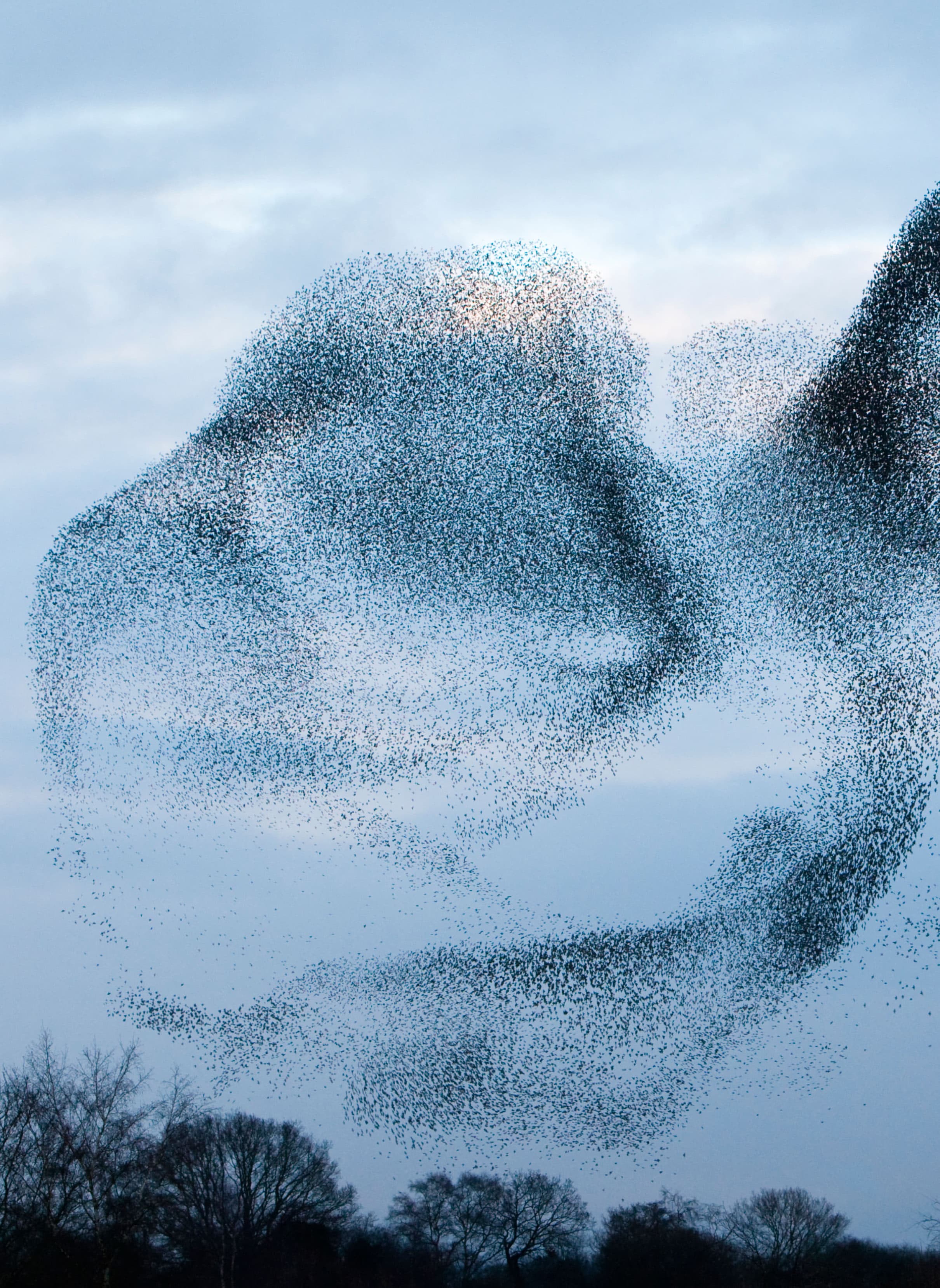 Flock and awe - murmurations
