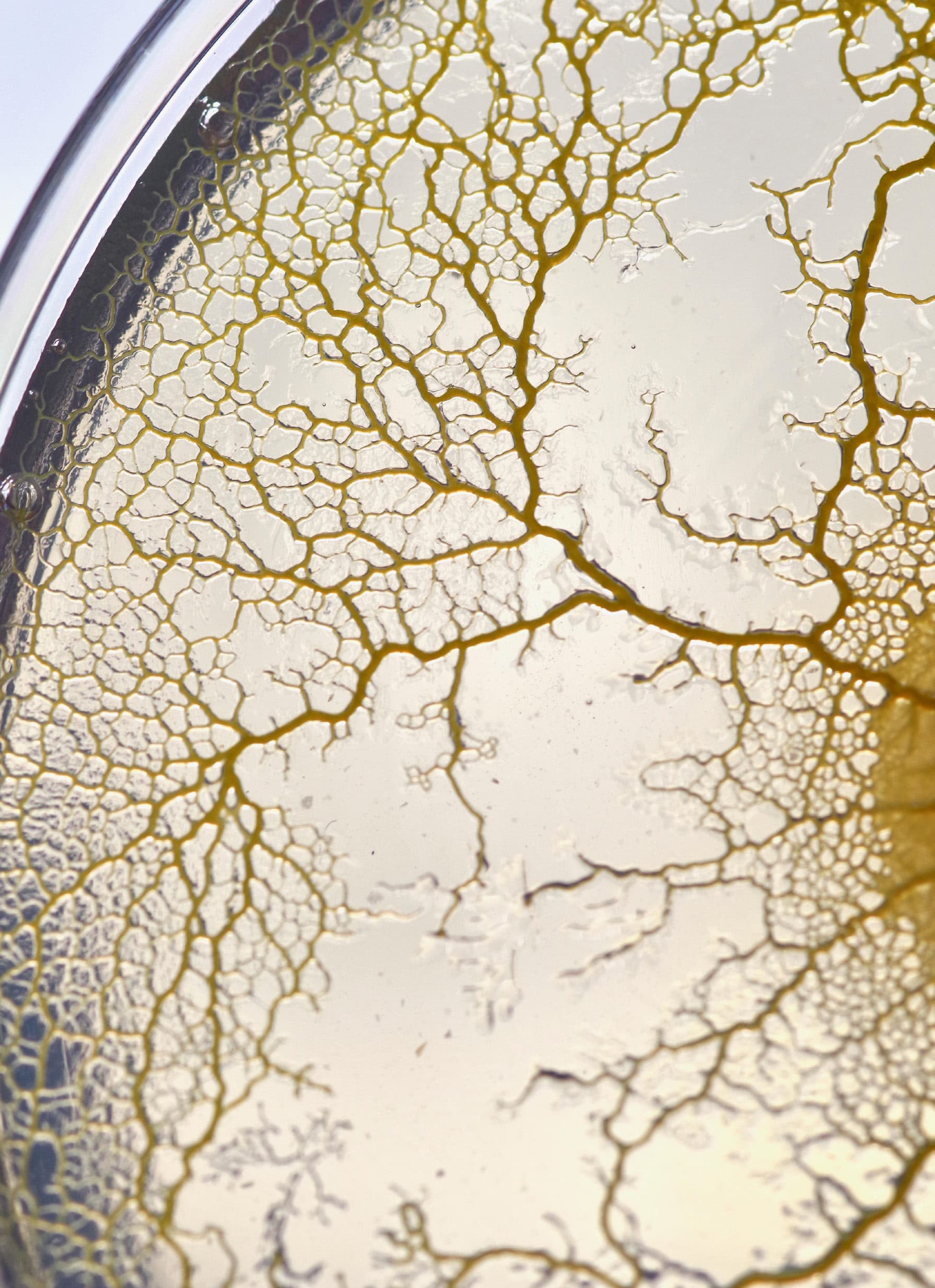 Breaking the mold - yellow slime mold known as P. polycephalum